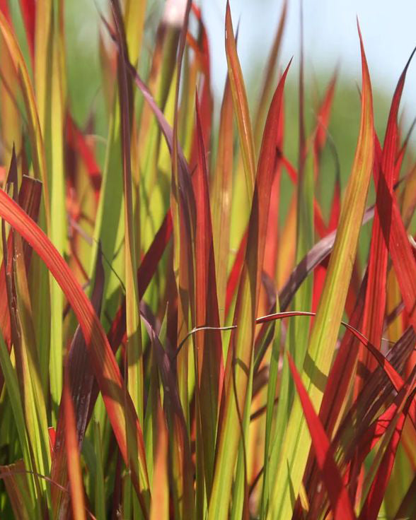 Smilga 'Imperata Cylindrica Red Baron'