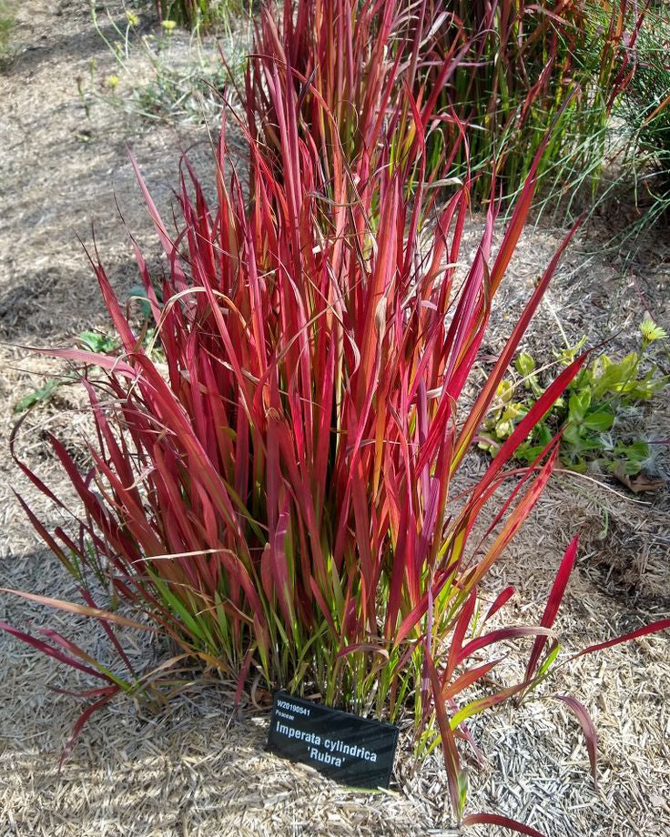 Smilga 'Imperata Cylindrica Red Baron'