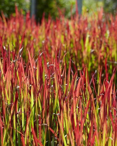 Smilga 'Imperata Cylindrica Red Baron'