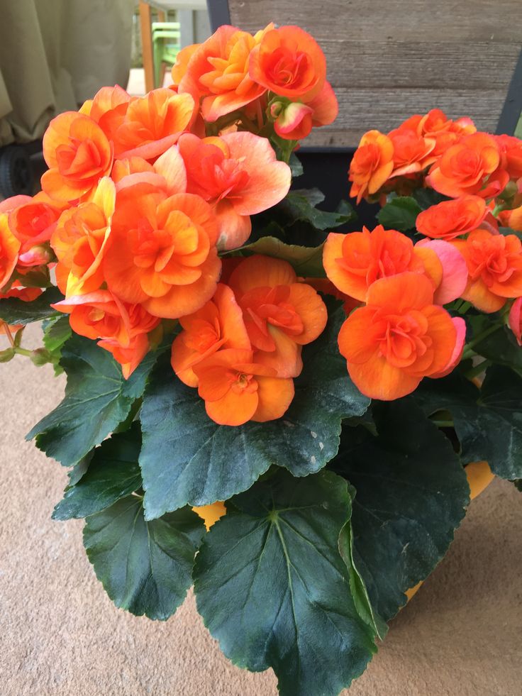Smulkiažiedė Begonija oranžinė