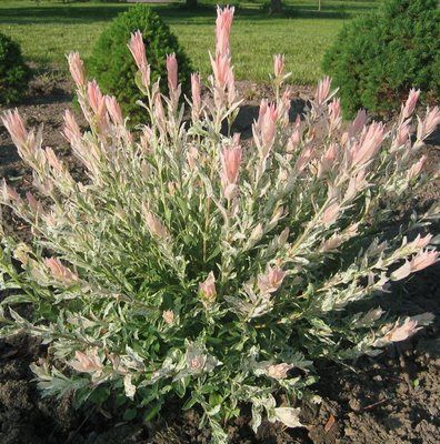 Sveikalapis gluosnis ‘Hakuro Nishiki’