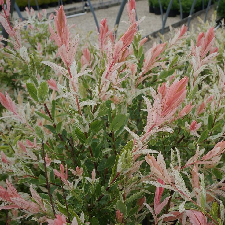 Sveikalapis gluosnis ‘Hakuro Nishiki’