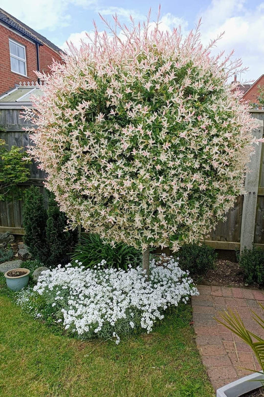 Sveikalapis gluosnis 'Hakuro-nishiki' FP
