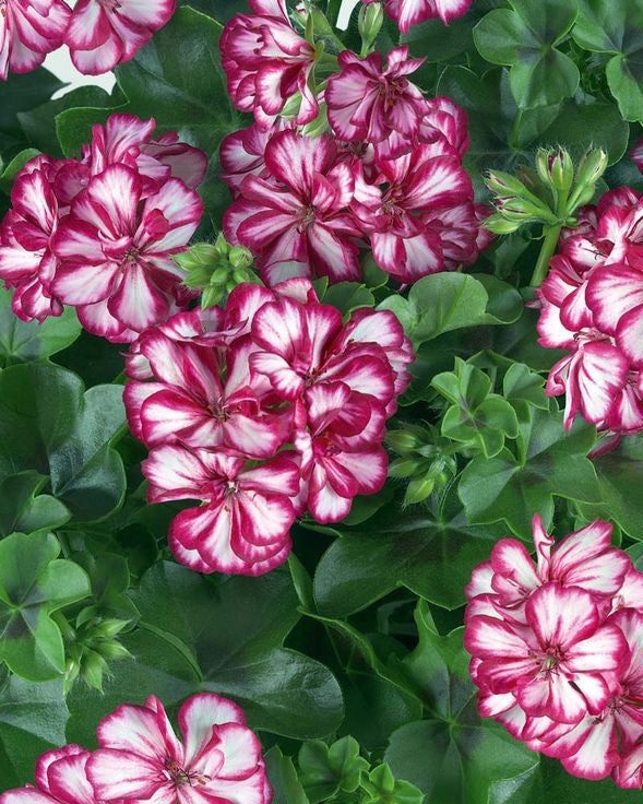 Svyranti Pelargonija bordo su baltu