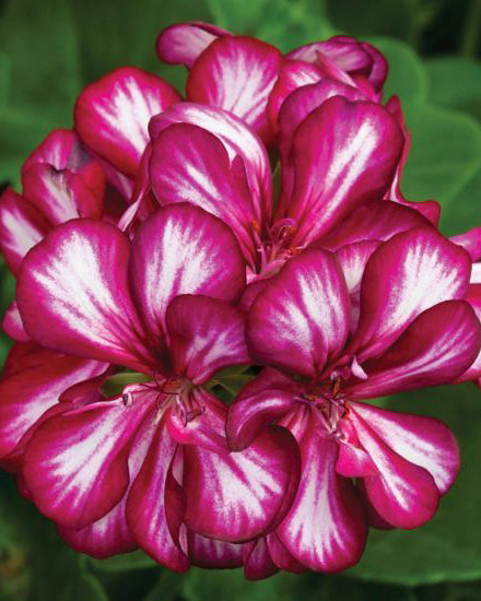 Svyranti Pelargonija bordo su baltu