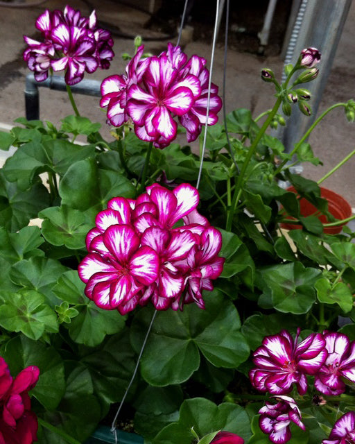 Svyranti Pelargonija bordo su baltu