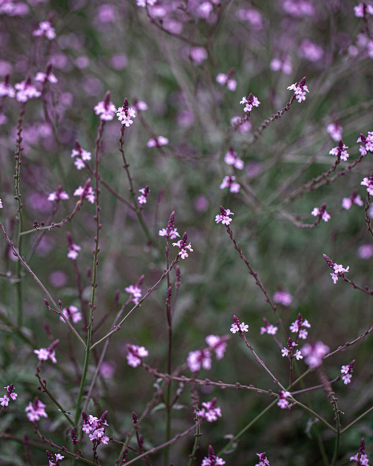 Verbena 'Bampton'