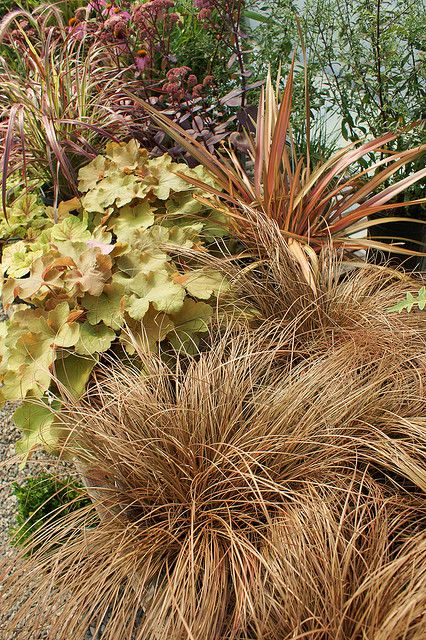 Viksva Carex Comans Bronze Perfection