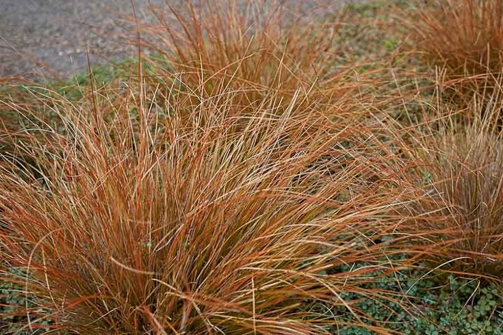Viksva Carex Comans Bronze Perfection