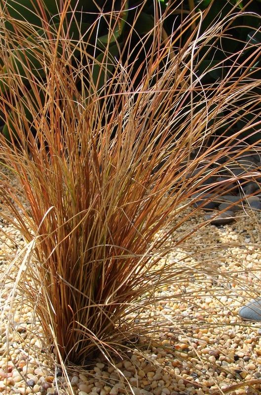 Viksva Carex Comans Bronze Perfection
