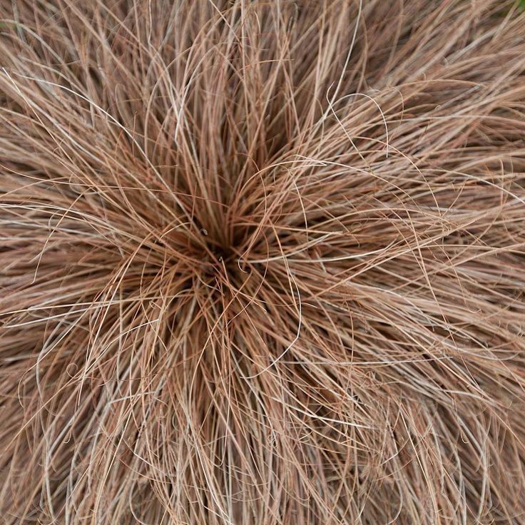 Viksva Carex Comans Bronze Perfection
