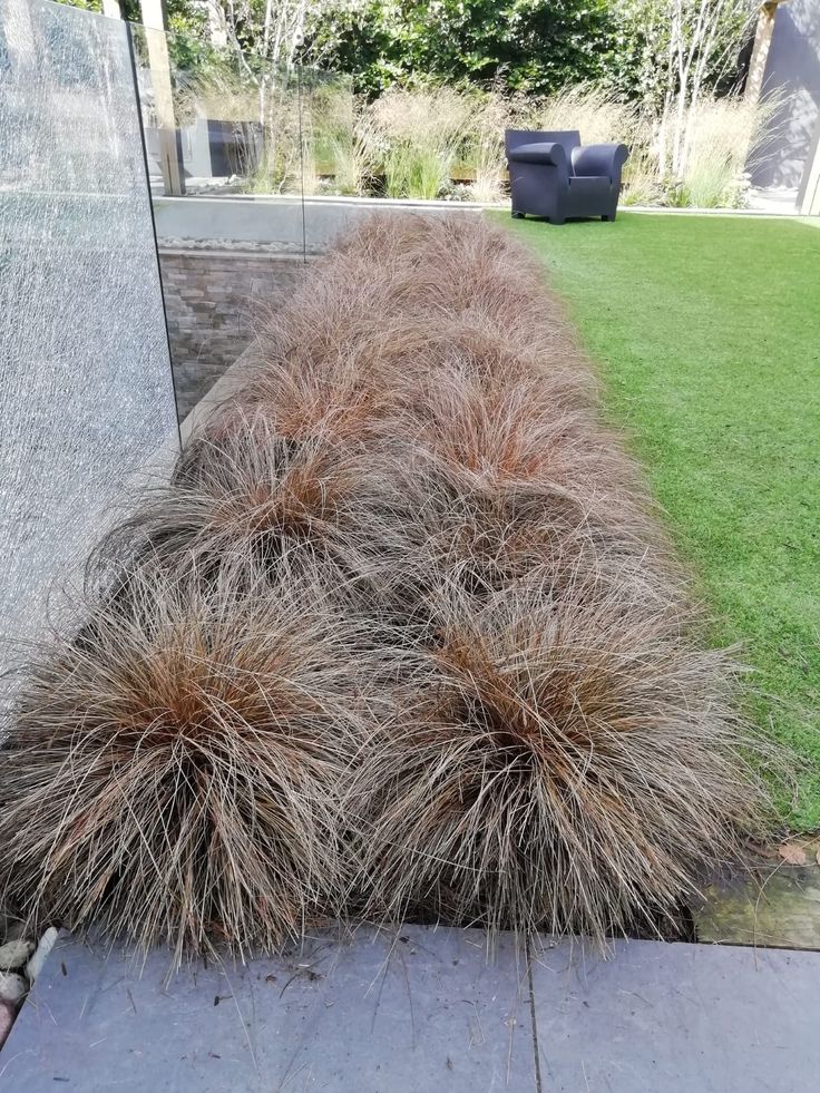 Viksva Carex Comans Bronze Perfection