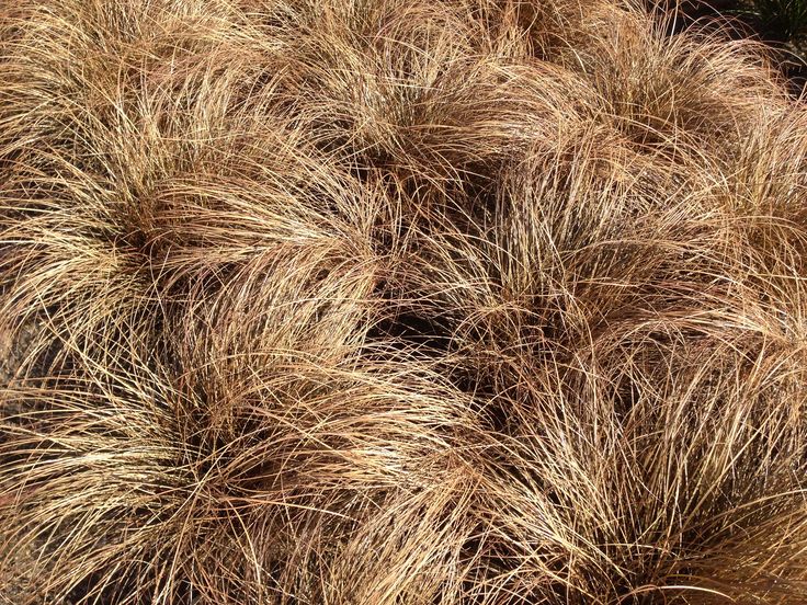Viksva Carex Comans Bronze Perfection