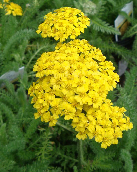 Kraujažolė 'Skysail Yellow'