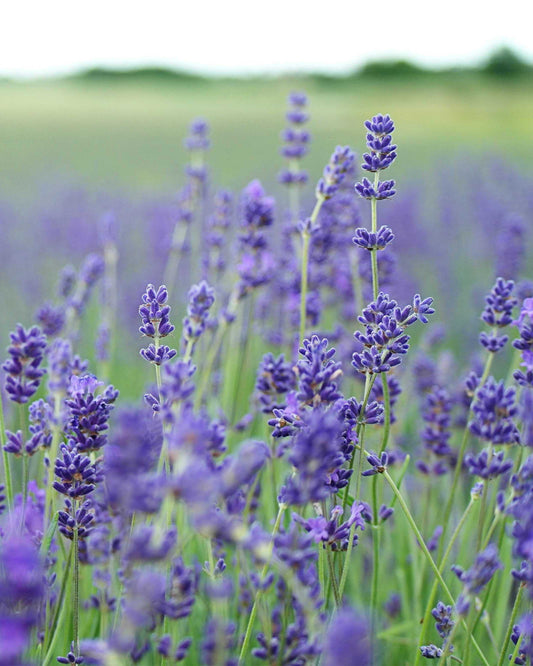 Levanda 'Hidcote Blue'