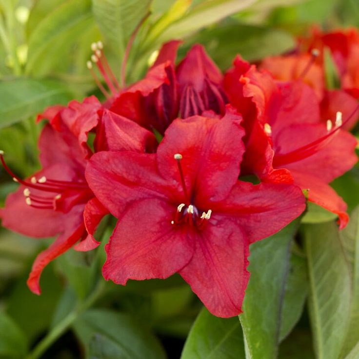 Azalija 'Nabucco'