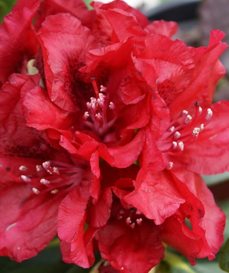 Azalija 'Nabucco'