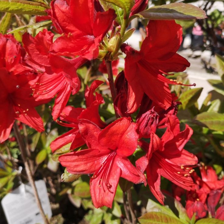 Azalija 'Nabucco'