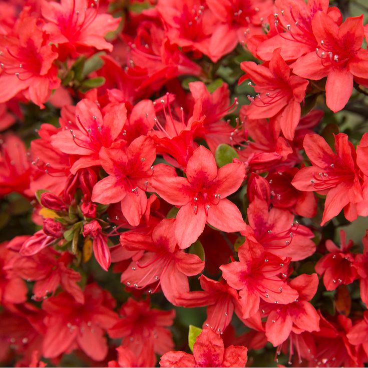 Azalija 'Nabucco'
