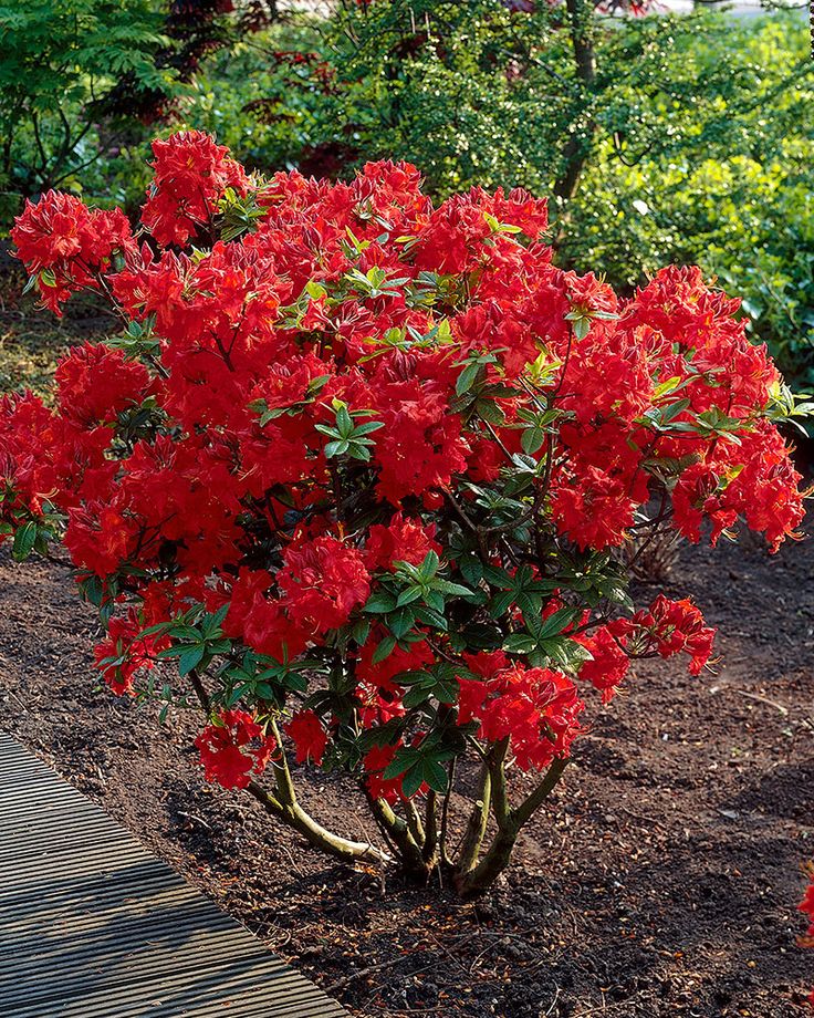 Azalija 'Nabucco'