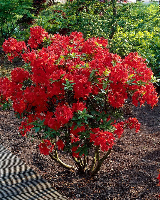 Azalija 'Nabucco'