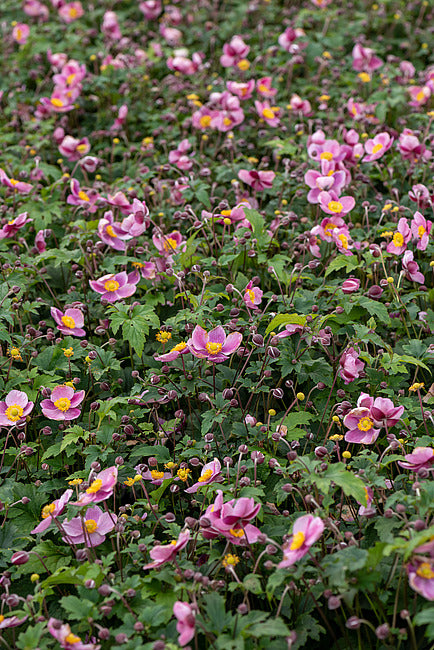 Japoninė Plukė "Summer Breeze Picotee"