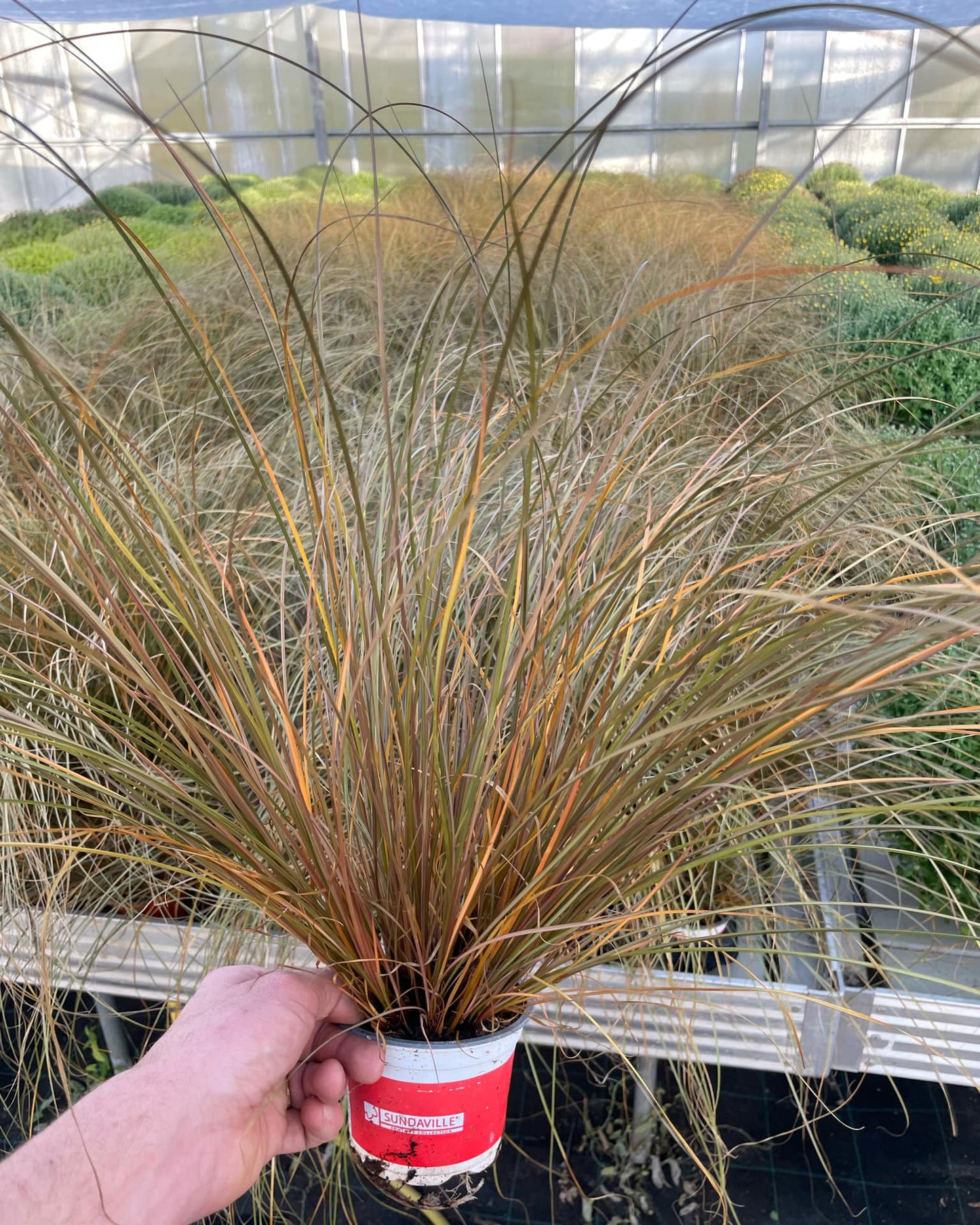 Carex smilga