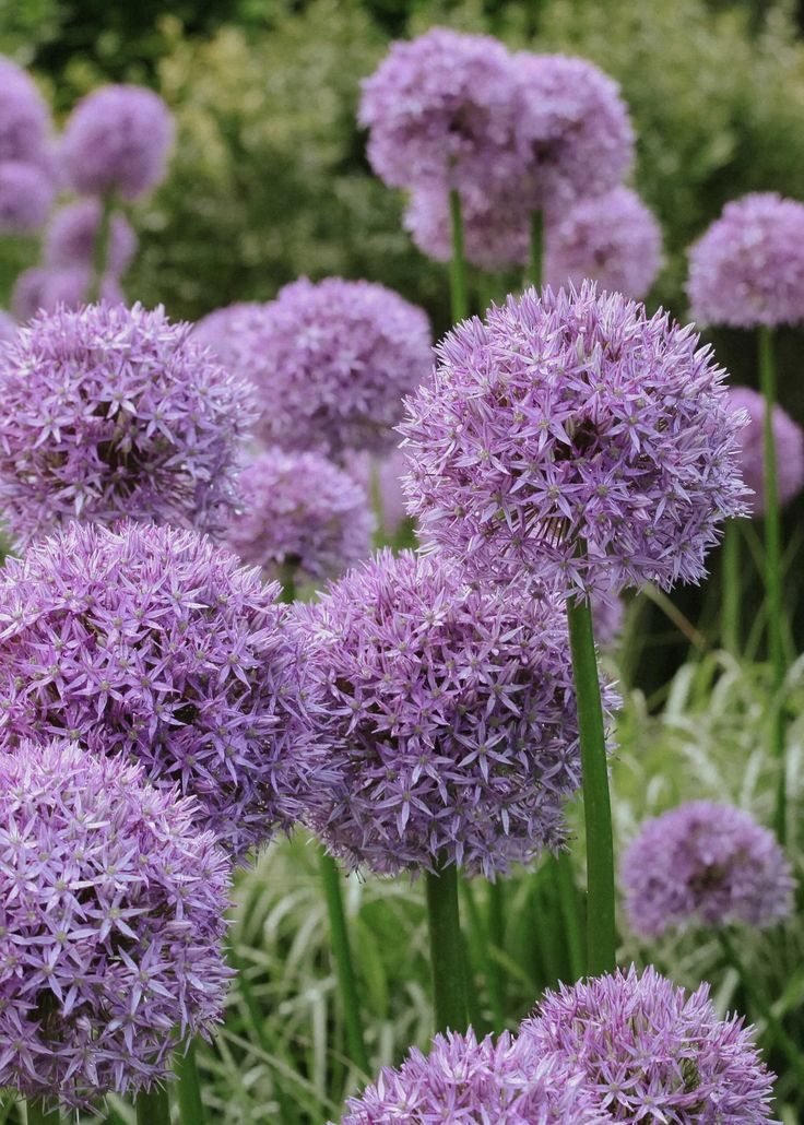 Dekoratyvinis česnakas 'Gladiator'