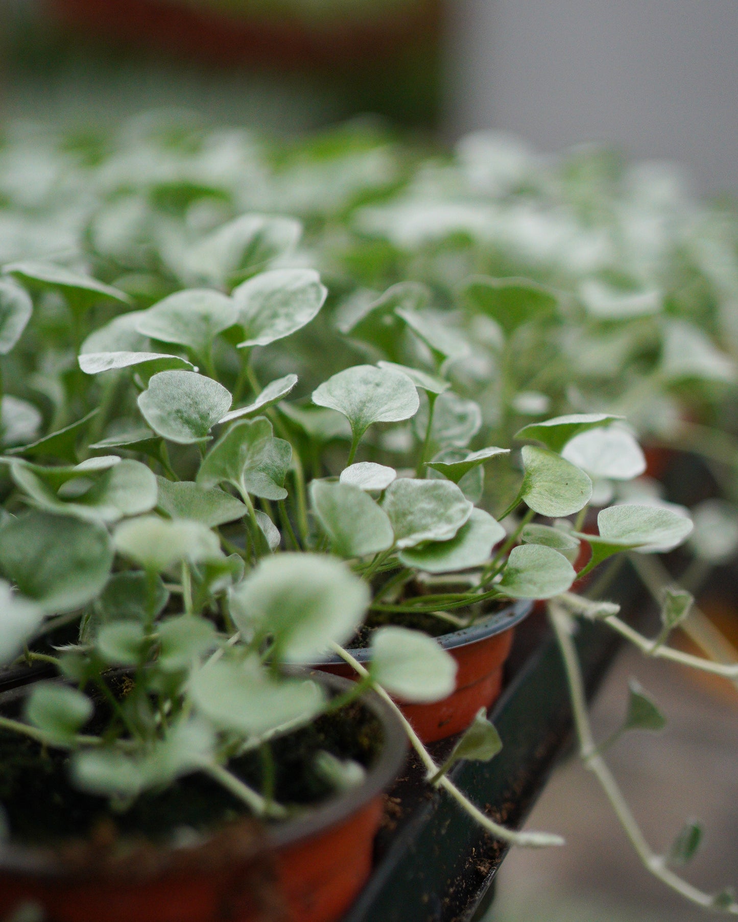 Dichondra