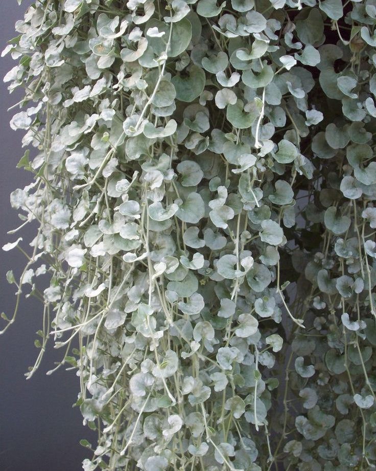 Dichondra