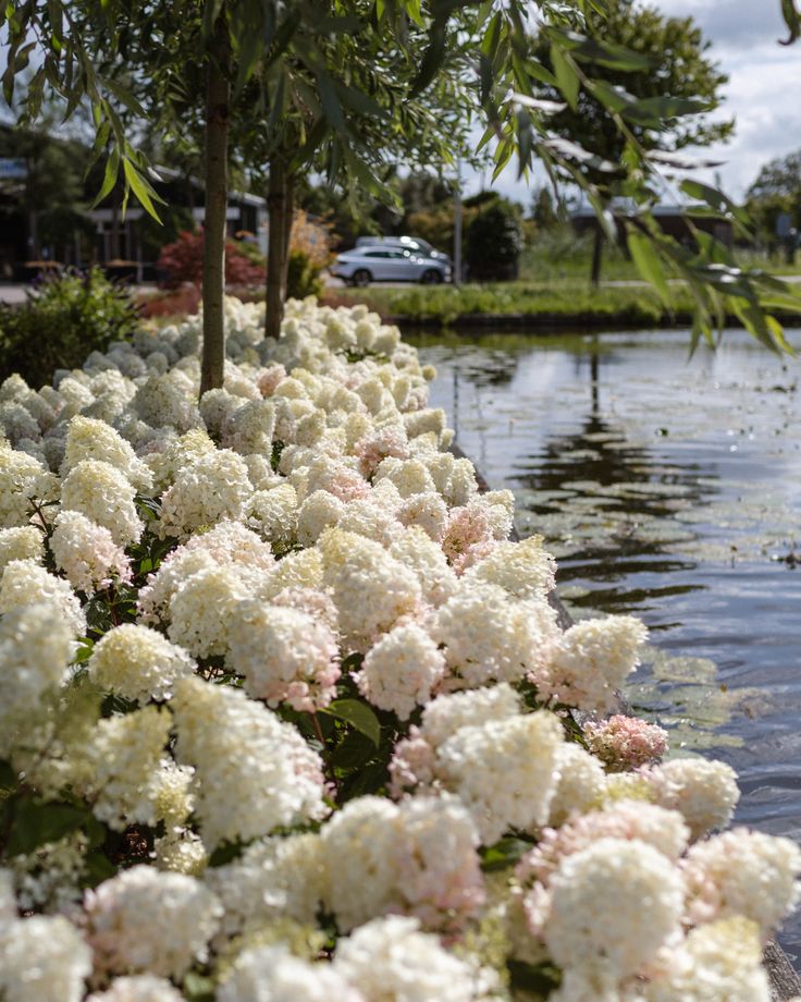 Šluotelinė hortenzija 'Living Little Blossom'®
