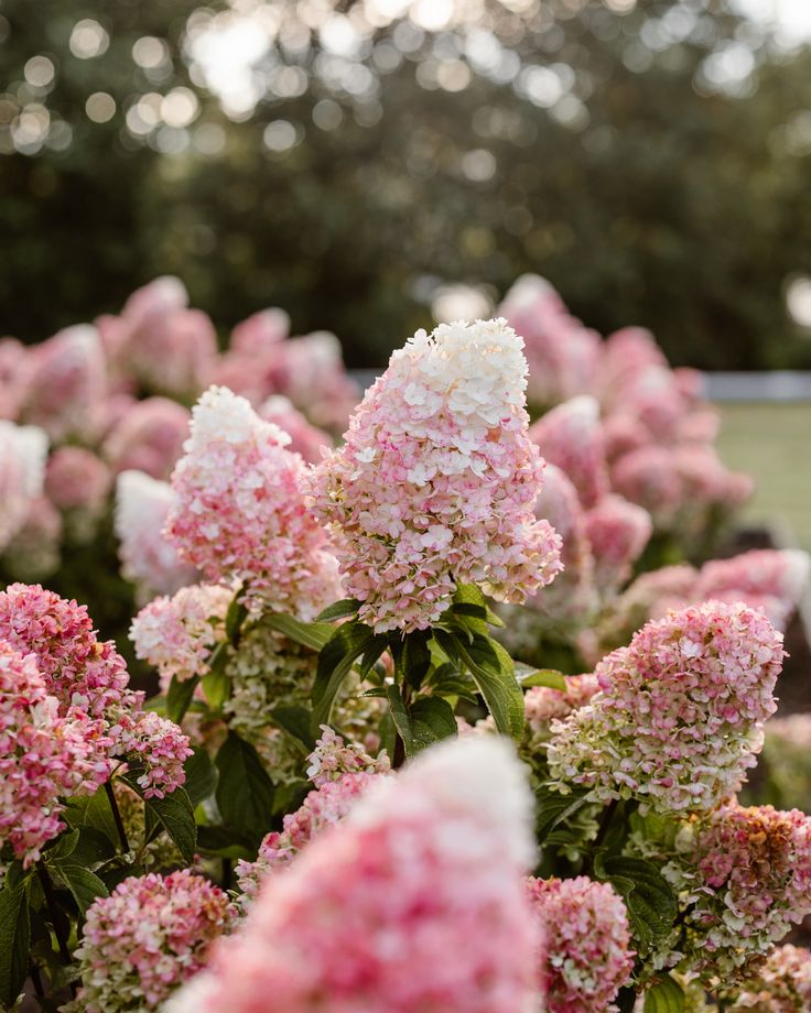 Šluotelinė hortenzija 'Living Little Blossom'®