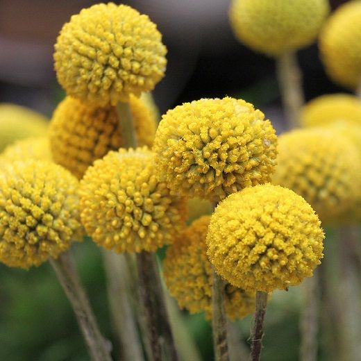 Kraspedija 'Manolo'