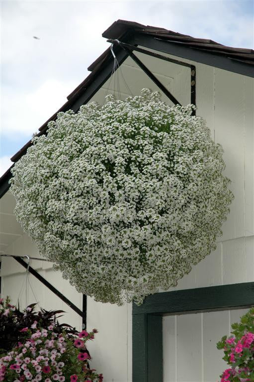 Medutis (Alisiukas)