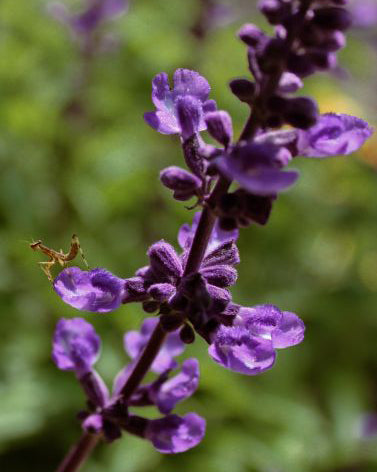 Šalavijas ‘Midnight Purple’