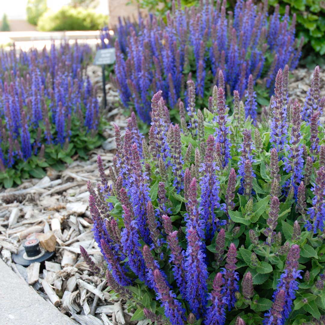 Šalavijas 'Sensation Compact Deep Blue'