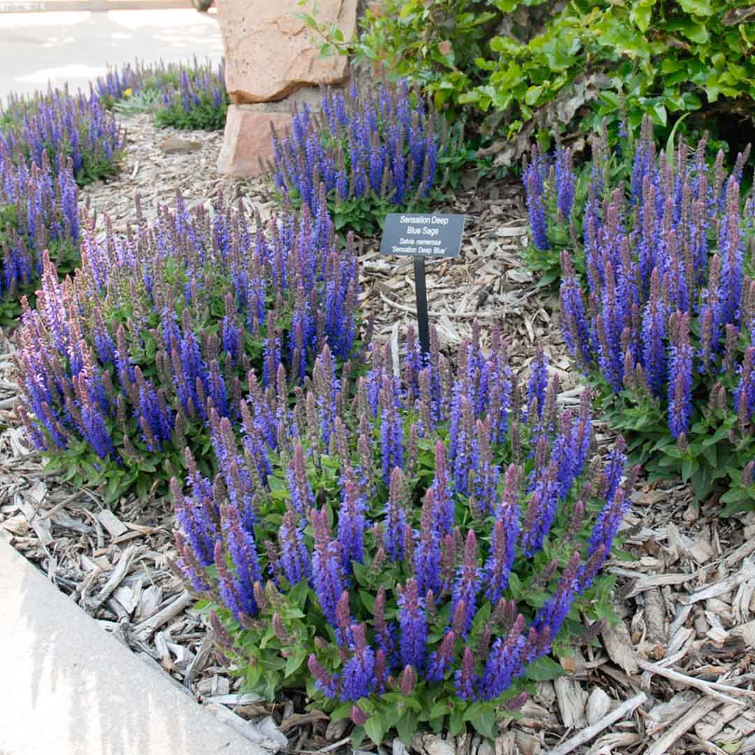 Šalavijas 'Sensation Compact Deep Blue'