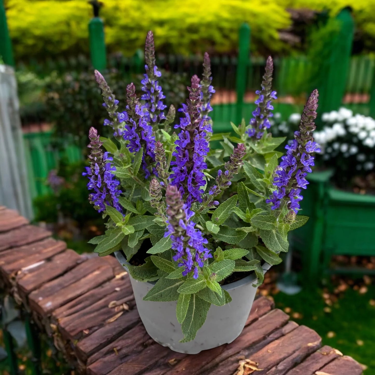Šalavijas 'Sensation Compact Deep Blue'