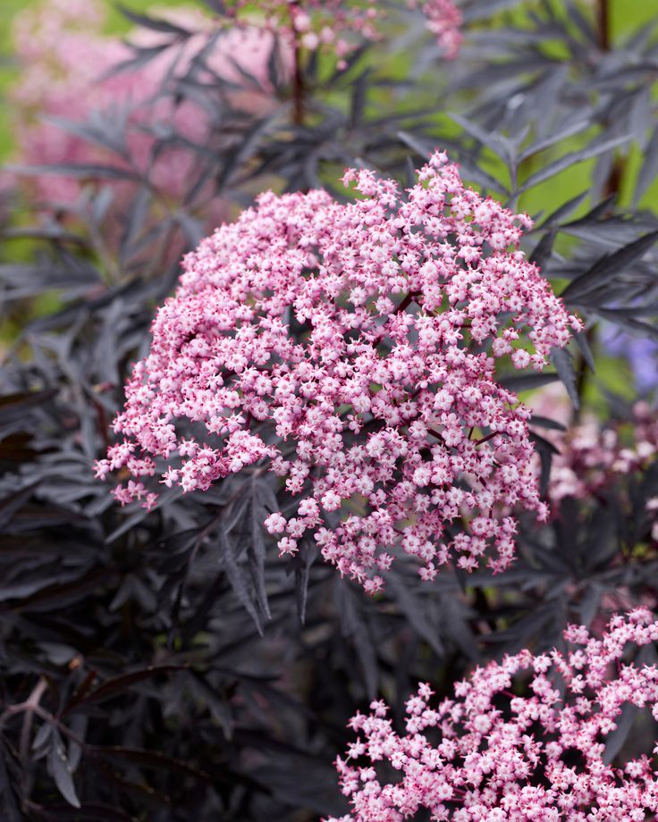 Šeivamedis juoduogis ‘Cherry Lace’