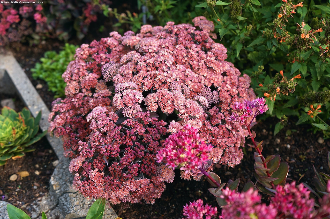 Šilokas ‘Globe Pink’