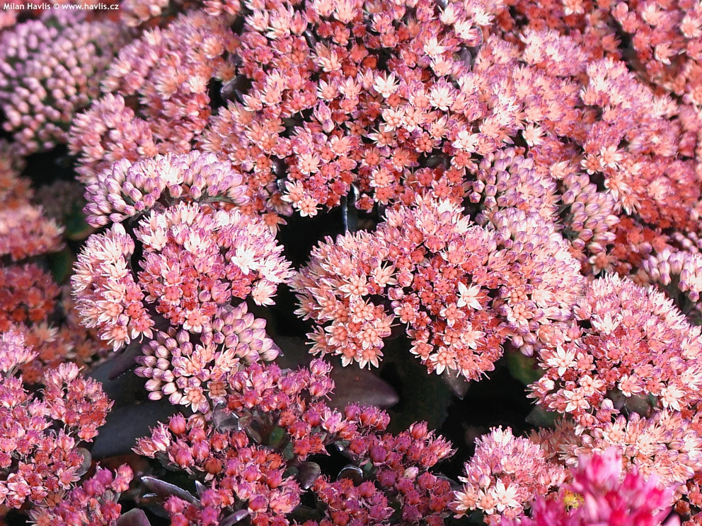 Šilokas ‘Globe Pink’