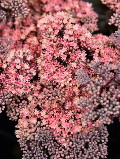 Šilokas ‘Globe Pink’