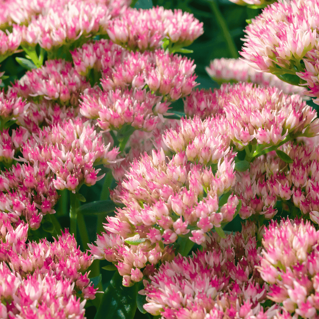 Šilokas ‘Globe Pink’