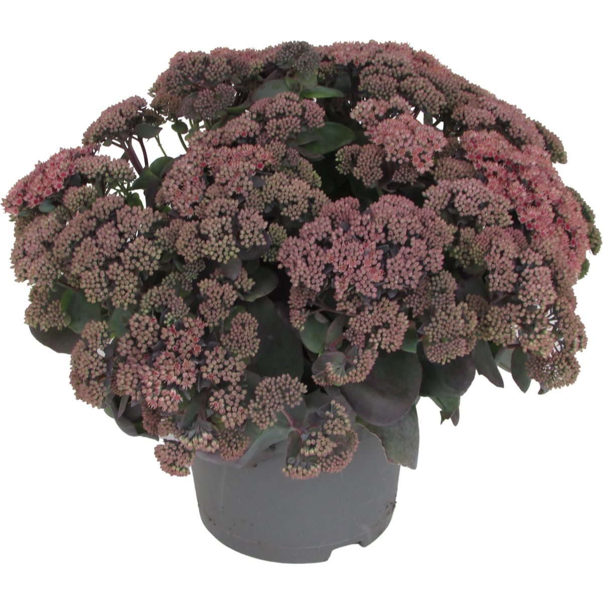 Šilokas ‘Globe Pink’
