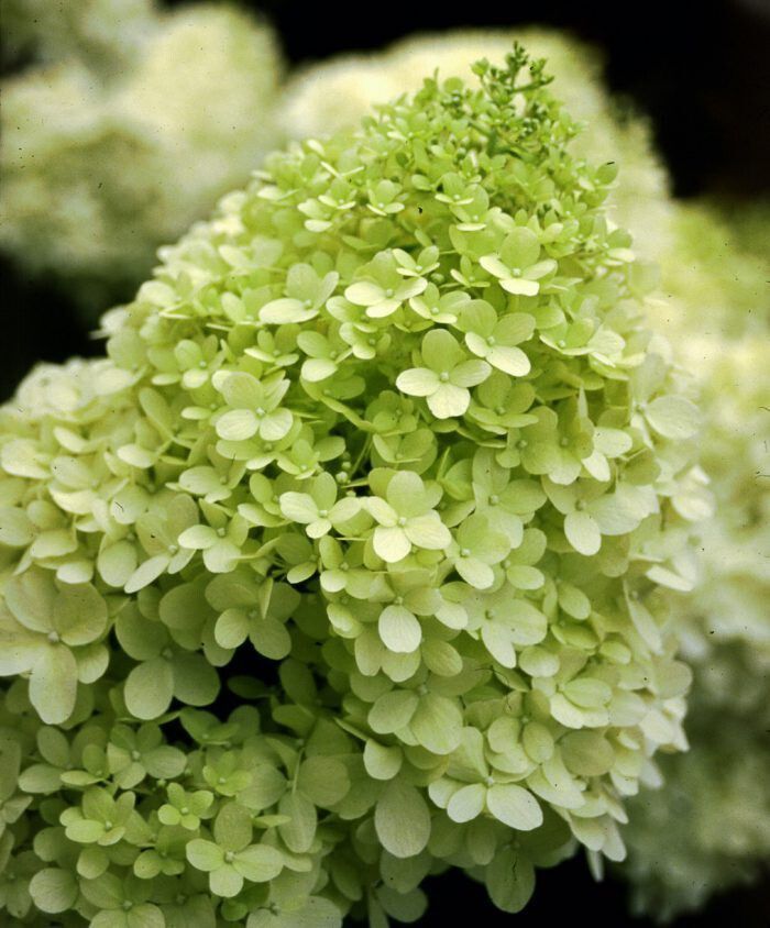 Šluotelinė hortenzija 'Little Lime'