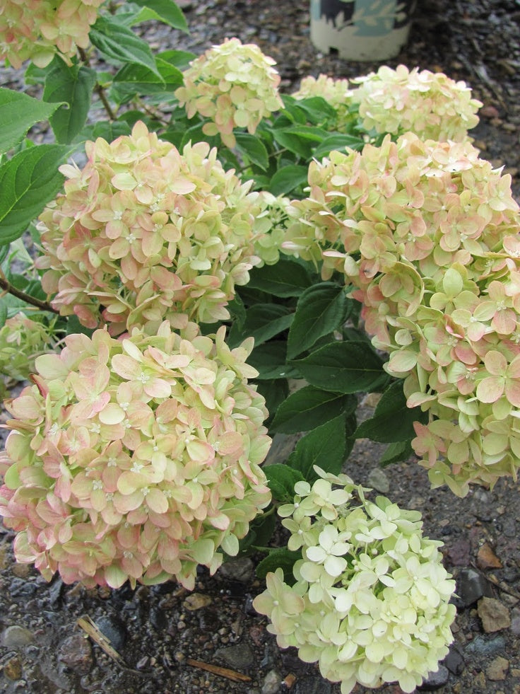 Šluotelinė hortenzija 'Little Lime'