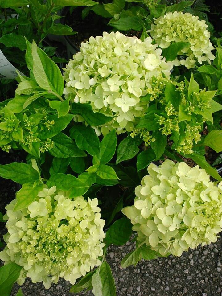 Šluotelinė hortenzija 'Little Lime'
