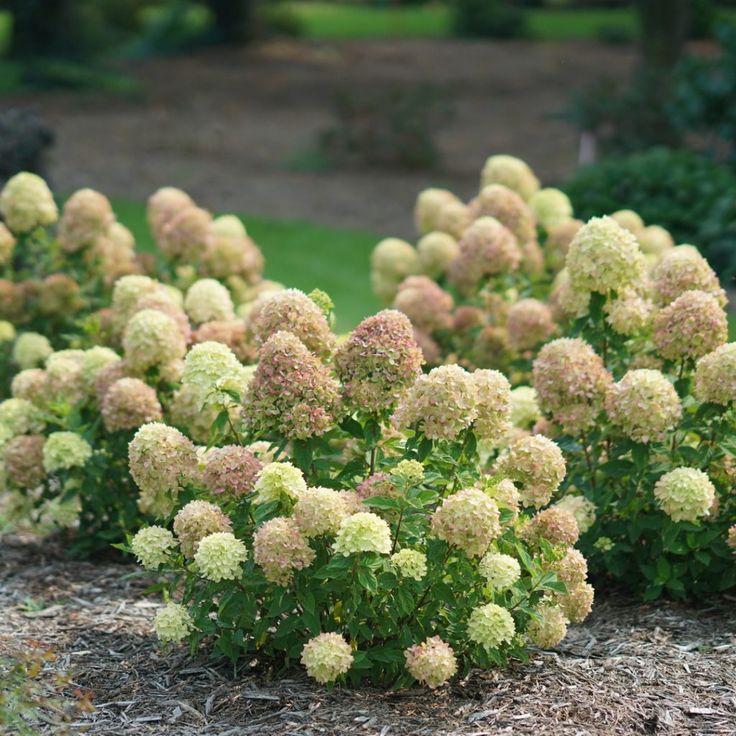 Šluotelinė hortenzija 'Little Lime'