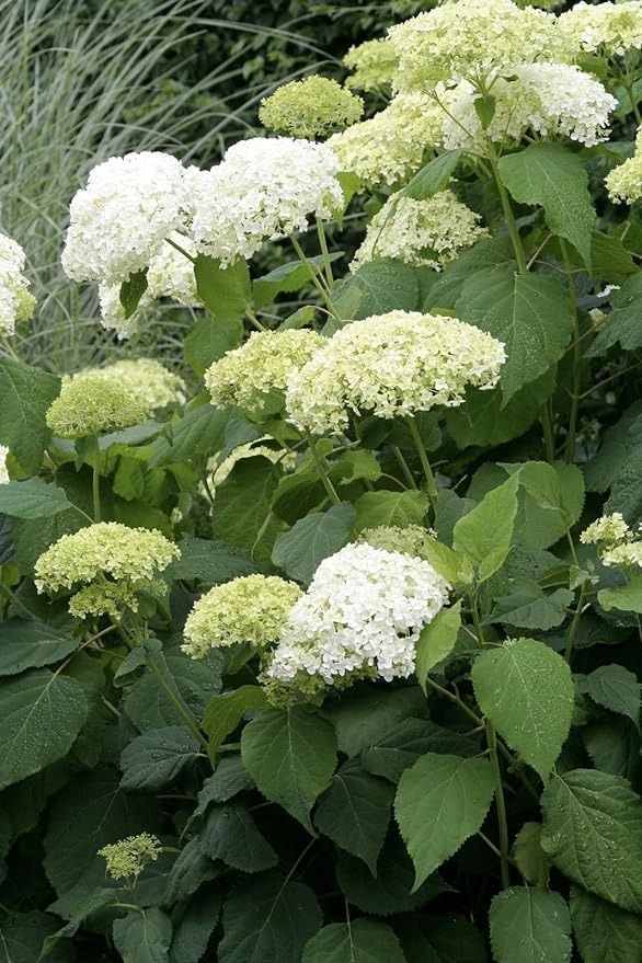 Šviesioji hortenzija 'Annabelle'