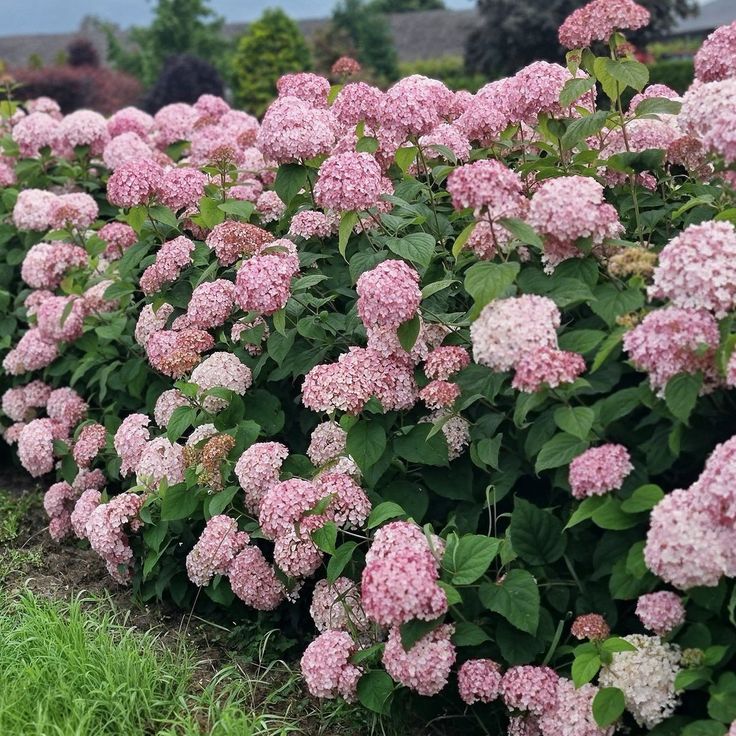 Šviesioji hortenzija CANDYBELLE® BUBBLEGUM